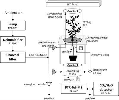 Diversity and Interrelations Among the Constitutive VOC Emission Blends of Four Broad-Leaved Tree Species at Seedling Stage